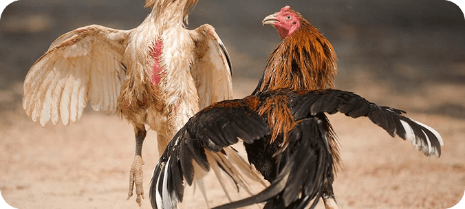 bj66-img-txt-img-left