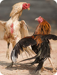 bj66-match-types-img-1