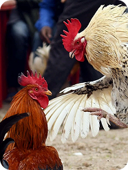 bj66-match-types-img-2