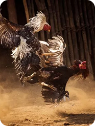 bj66-match-types-img-3